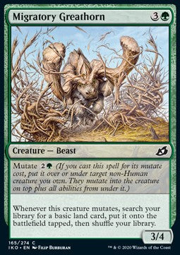 Migratory Greathorn